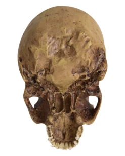 Antiker Totenschädel Ohne Unterkiefer 19cm 9 Antiker Totenschädel Ohne Unterkiefer 19cm -Cosly Verkaufsgeschäft antiker totenkopf ohne unterkiefer antiker totenschaedel ohne unterkiefer gothic deko 53262 04