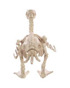 Skelett Baby Ente 19cm -Cosly Verkaufsgeschäft baby skelett ente skeleton baby duck halloween duck 52639 02