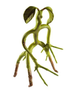 Fantastic Beasts Biegsamer Bowtruckle 19cm