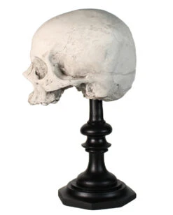 J. DOE Totenschädel Auf Sockel 20cm -Cosly Verkaufsgeschäft j doe totenkopf auf sockel j doe totenschaedel auf sockel j doe skull plinth gothic homware 54857 02