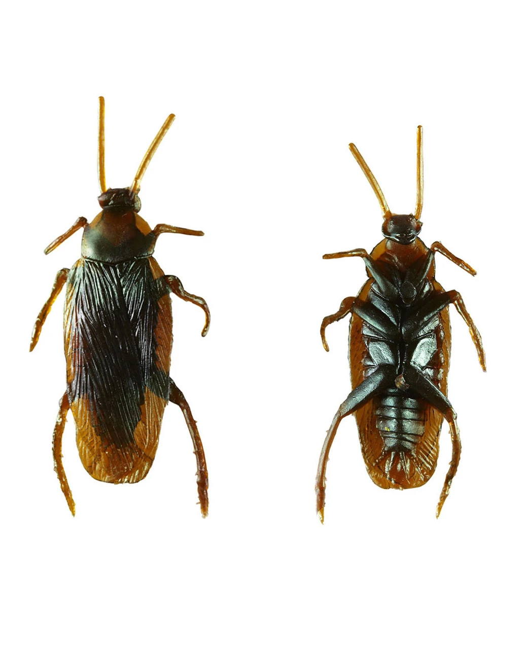 Küchenschabe Als Scherzartikel 4 Küchenschabe Als Scherzartikel – Bild 2