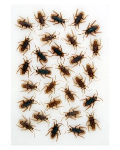 Kakerlaken 40 Stück