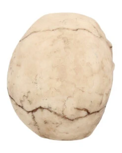 Kleiner Grinsender Totenkopf 12cm -Cosly Verkaufsgeschäft kleiner grinsender totenschaedel small joker skull totenkopf dekoration gothic deko 50730 05