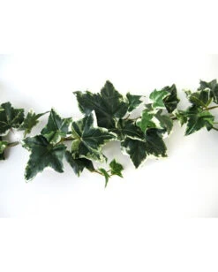 Mehrfarbige Efeugirlande 180cm -Cosly Verkaufsgeschäft mehrfarbige efeugirlande halloween efuegirlande variegarted ivy garland halloween deko 53712 03