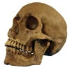Realistischer Totenschädel Polyresin -Cosly Verkaufsgeschäft realistischer totenkopf realistischer totenschaedel realistic skull halloween dekoration 17599