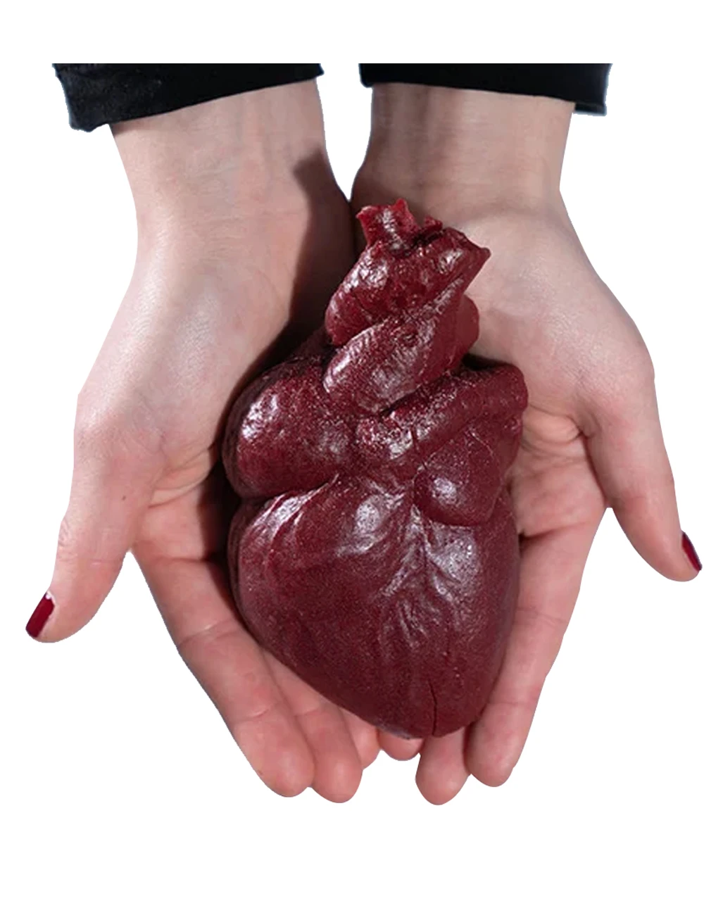 Realistisches Menschenherz Aus Gelatine 3 Realistisches Menschenherz Aus Gelatine