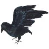 Lebensgroßer Rabe Mit Flügeln -Cosly Verkaufsgeschäft schwarzer rabe mit gespreizten fluegeln lebensgrosser rabe mit echten federn 21545
