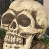 Totenschädel 32cm -Cosly Verkaufsgeschäft totenkopf 32cm totenschaedel halloween dekoration skull decoration 35978