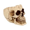 Realistische Totenschädel Schale Mit Offener Schädeldecke -Cosly Verkaufsgeschäft totenschaedel schale mit offener schaedeldecke realistic skull mug morbide gothic deko halloween deko totenschaedel 39289