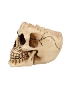 Realistische Totenschädel Schale Mit Offener Schädeldecke -Cosly Verkaufsgeschäft totenschaedel schale mit offener schaedeldecke realistic skull mug morbide gothic deko halloween deko totenschaedel 39289 4